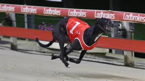 greyhound results ladbrokes|Fast Results .